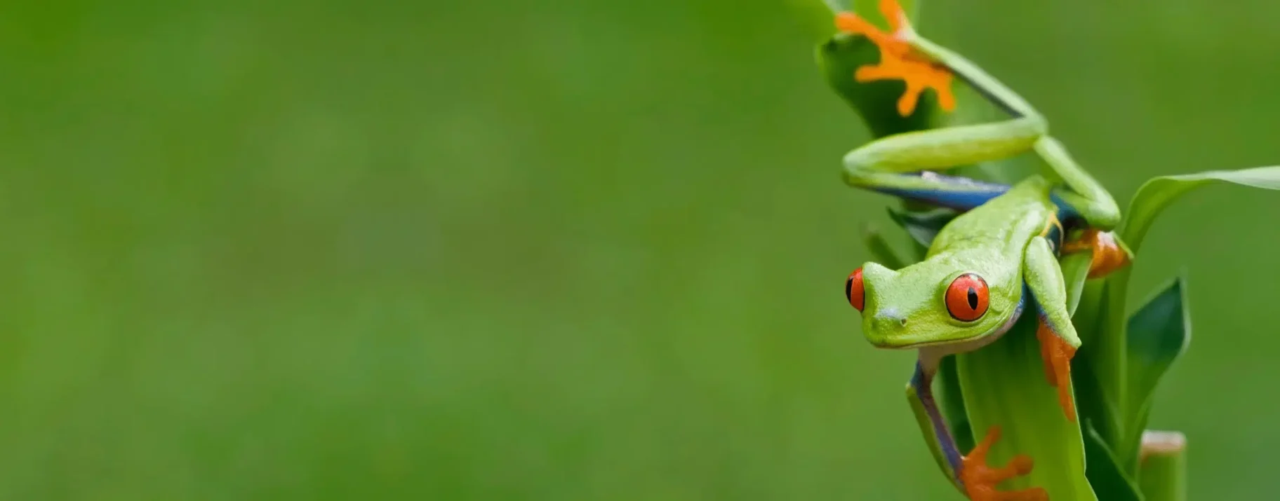 frog-on-leaf-wide.png-scaled-1824x715